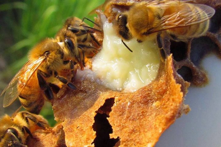 Thành phần dinh dưỡng trong sữa ong chúa