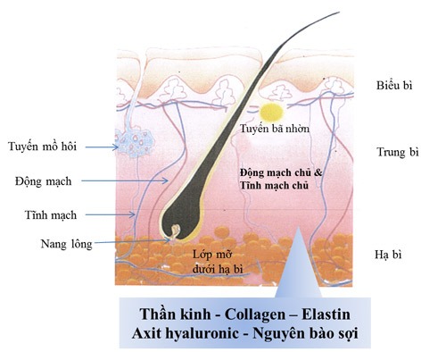 Sơ đồ mặt cắt da