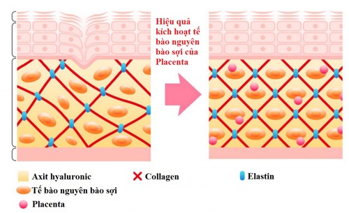 Hiệu quả của Placenta