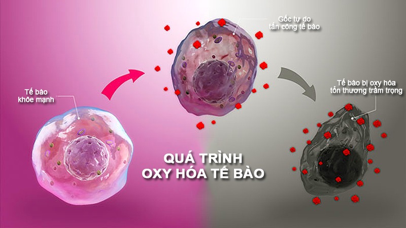 Quá trình oxy hóa tế bào