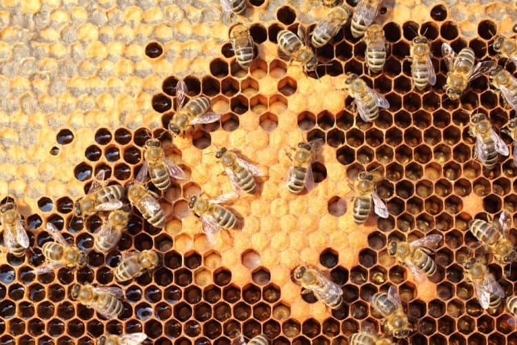 Sữa ong chúa chứa nhiều loại chất dinh dưỡng