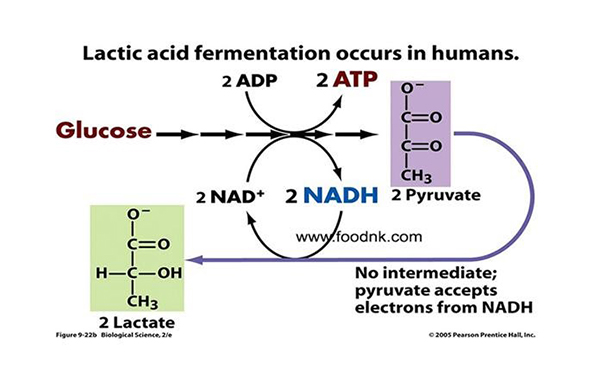 Ứng dụng quá trình lên men Acid Lactic trong công nghệ thực phẩm