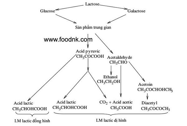 Ứng dụng quá trình lên men Acid Lactic trong công nghệ thực phẩm