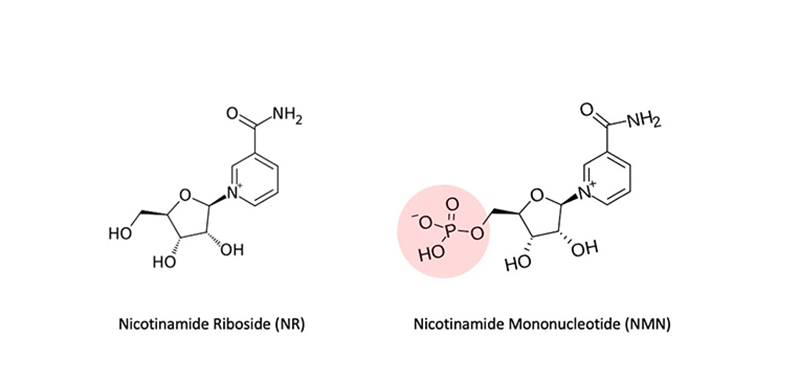 Phân biệt Nicotinamide Mononucleotide với Nicotinamide Riboside